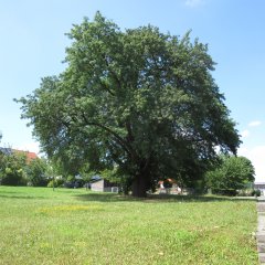 Naturdenkmal Speyerling am Rathaus in Bad Vilbel